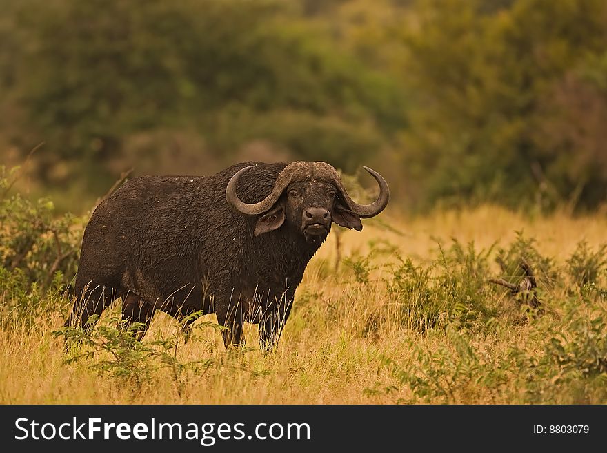Buffalo in early morning sunlight; Syncerus caffer