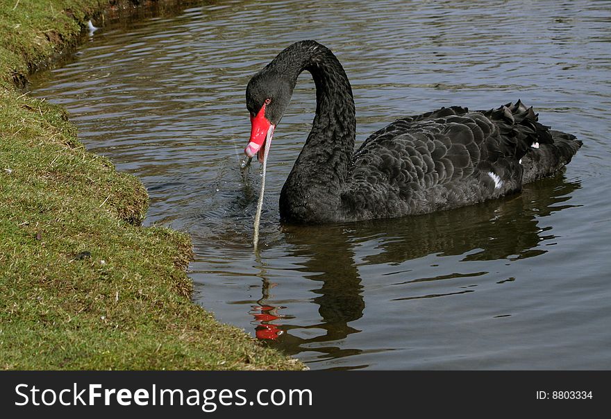 Swan Animal Black