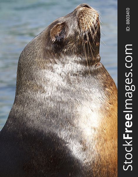 Sea Lion When Sunbathing