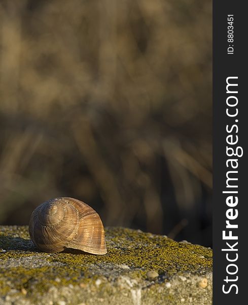 Shell on the stone in the sunset. Shell on the stone in the sunset