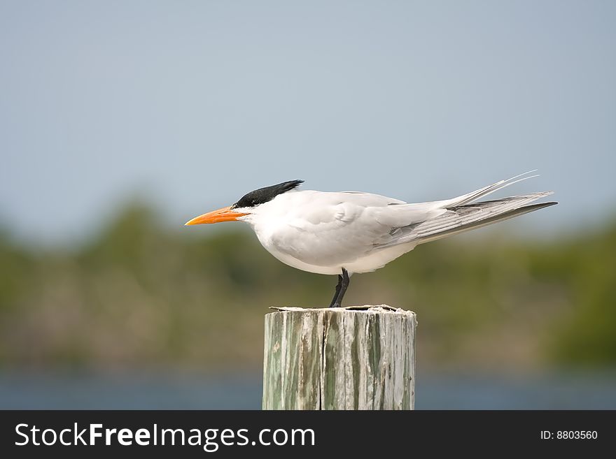 An Adult Royal Tern Faces Into The Wind