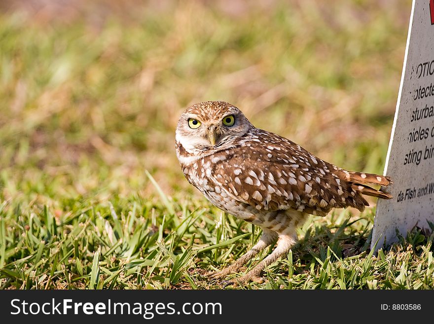 A Burrowing Owl waits and watches for trouble outside of his burrow. A Burrowing Owl waits and watches for trouble outside of his burrow