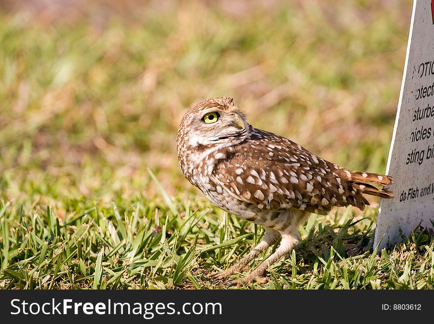 A Burrowing Owl watches a Bald Eagle flying past