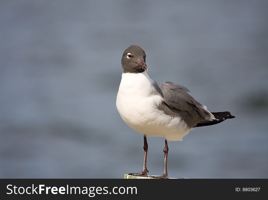 A Laughing Gull is at rest on a piling