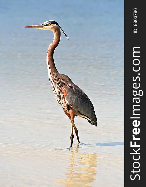 Great Blue Heron in Tampa Bay, Florida