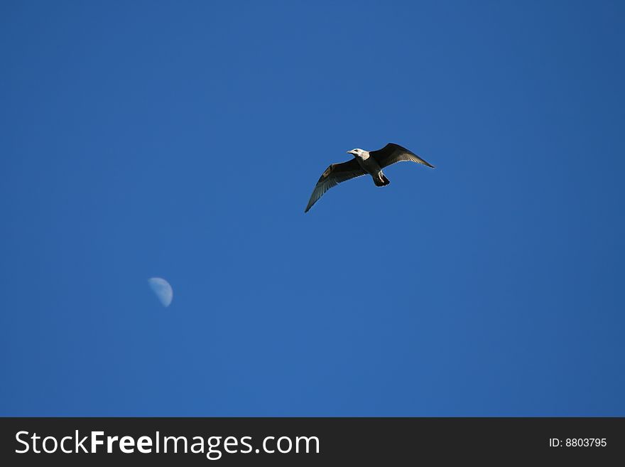 Osprey Flying during day with Moon lit in background. Osprey Flying during day with Moon lit in background