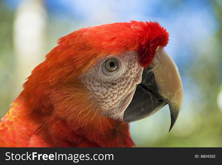 Close-up of a scarlet macaw
