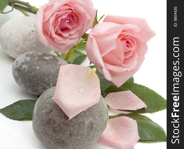 Petals of Pink rose and stones on a white background. Petals of Pink rose and stones on a white background