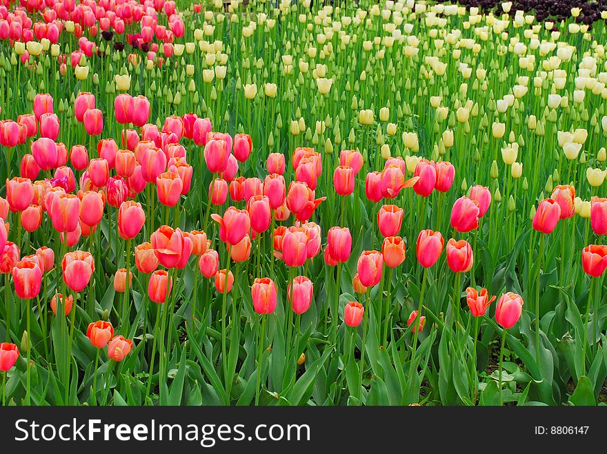 Many tulips in the garden (macro)