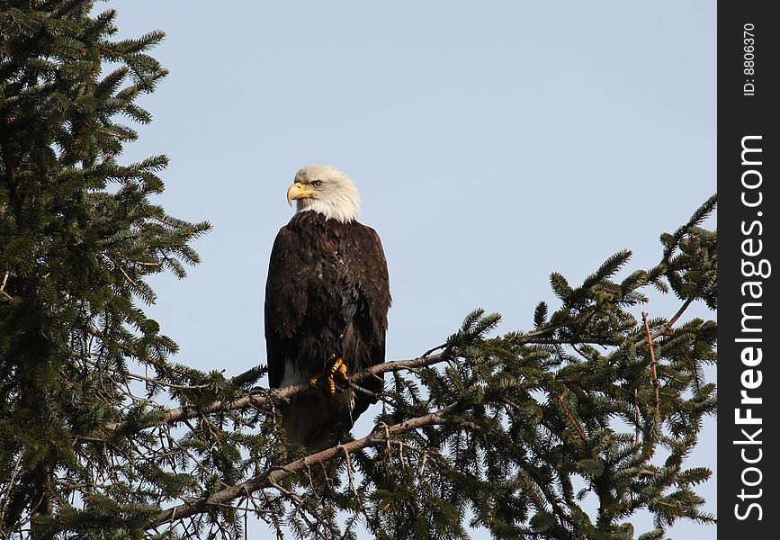 A Bald Eagle in a favourite perch tree.