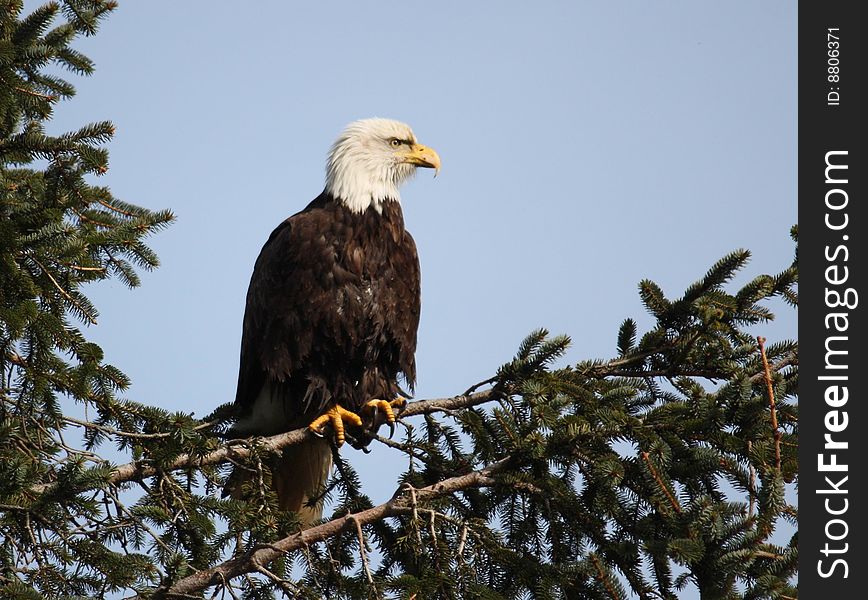 A Bald Eagle sits in a favourite lookout tree