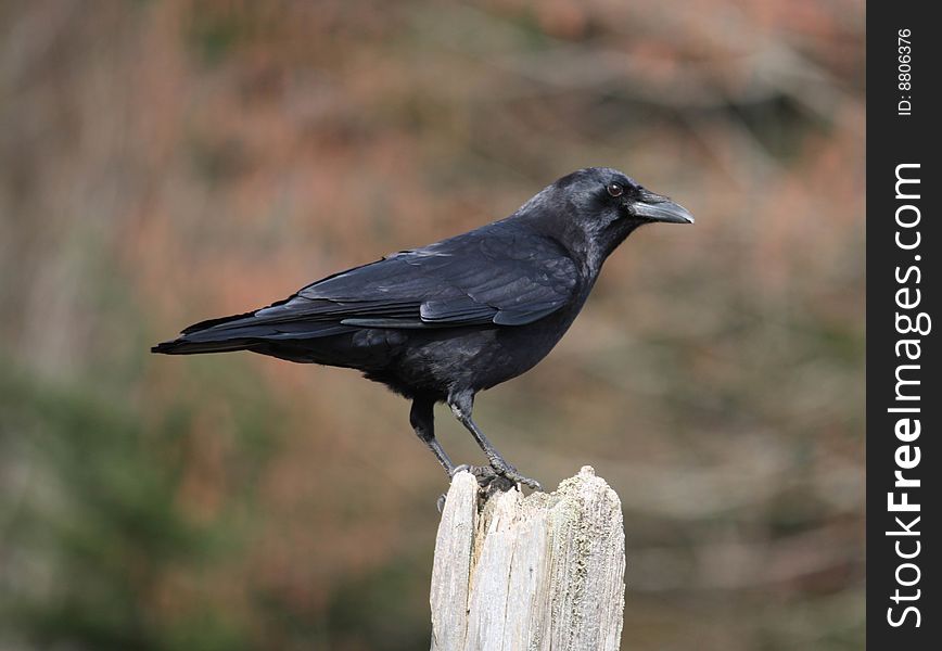 A crow perches on an old fencepost. A crow perches on an old fencepost.
