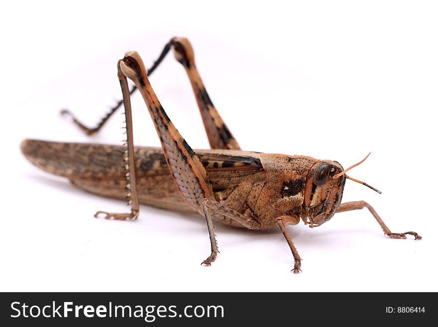 A grasshopper isolated with a white background.
