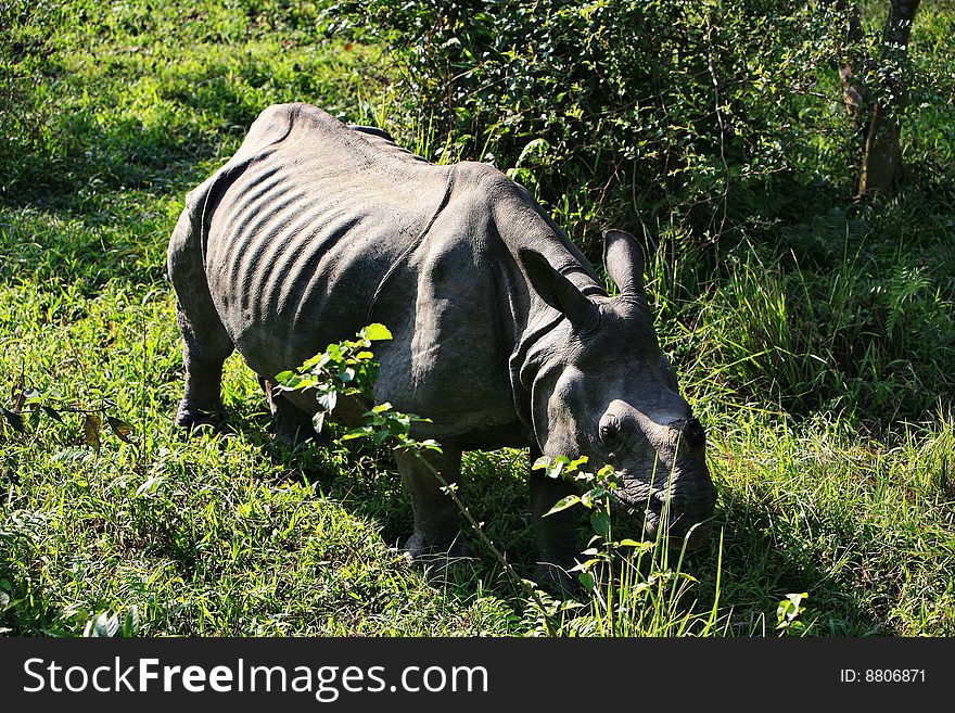 A rhinoceros grazing in the meadow。