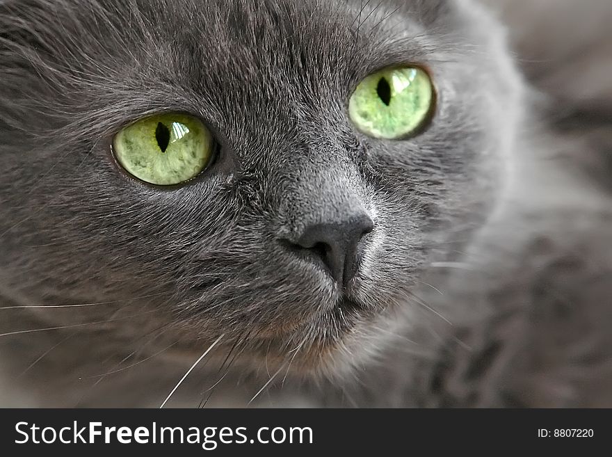 Very beautiful green-eyed cat