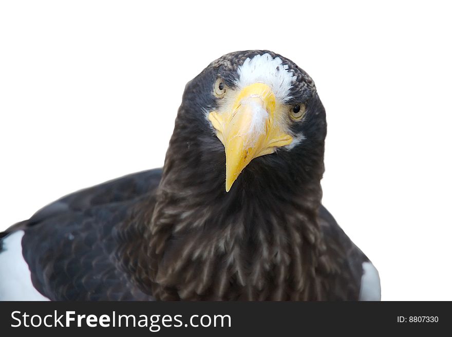 White shoulder eagle over white background