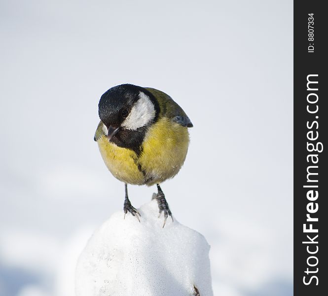 Little curious tit is siting on snow hill. Little curious tit is siting on snow hill