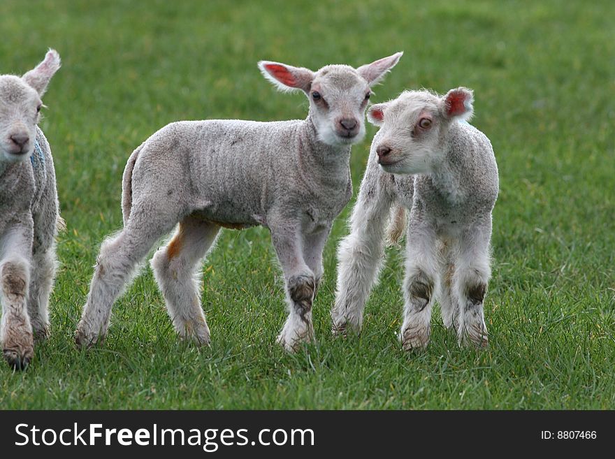 Baby lambs frolicking in the grass.