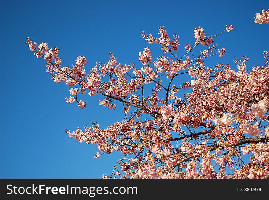 Pink cherry blossoms against a blue sky