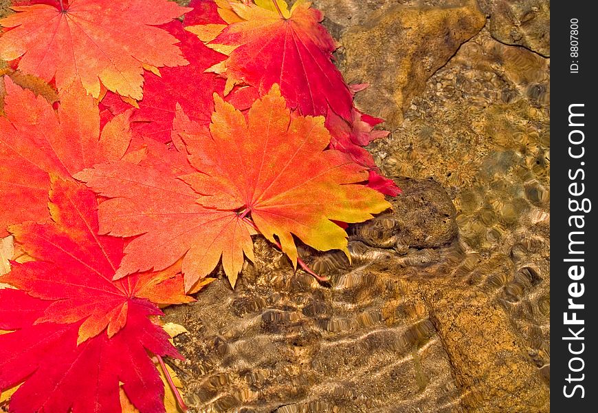 Red maple leaves floating in water. Red maple leaves floating in water
