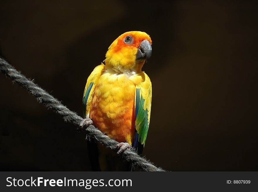 Colourful Sun conure sitting on a rope