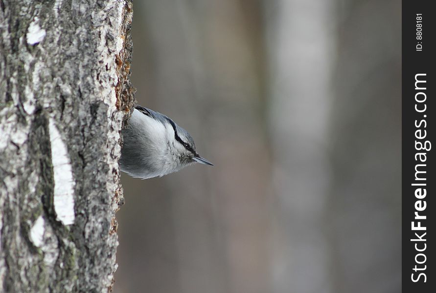 Bird nuthatch look out over the trunk of a birch in the forest. Bird nuthatch look out over the trunk of a birch in the forest