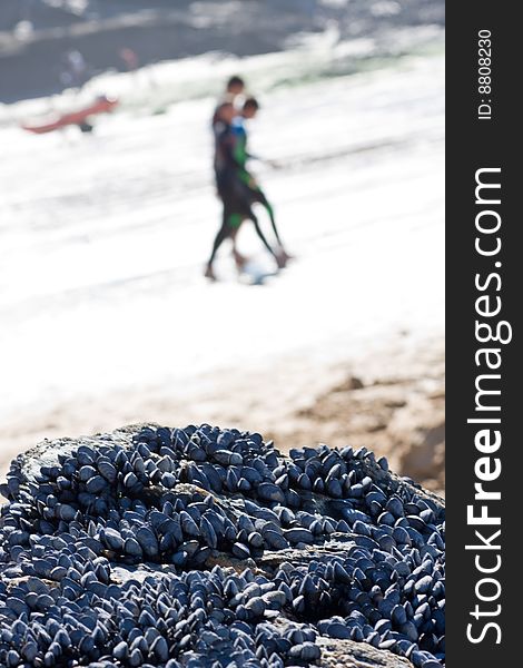 Mussels growing on a rock on a beach in summer.