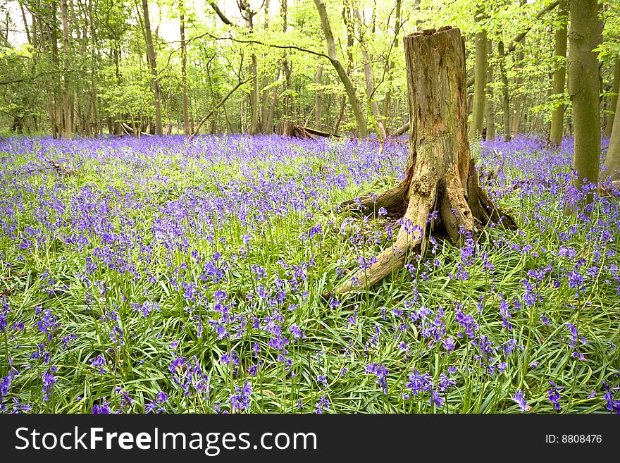 Bluebells at spring time, Hyacinthoides non-scripta. Bluebells at spring time, Hyacinthoides non-scripta