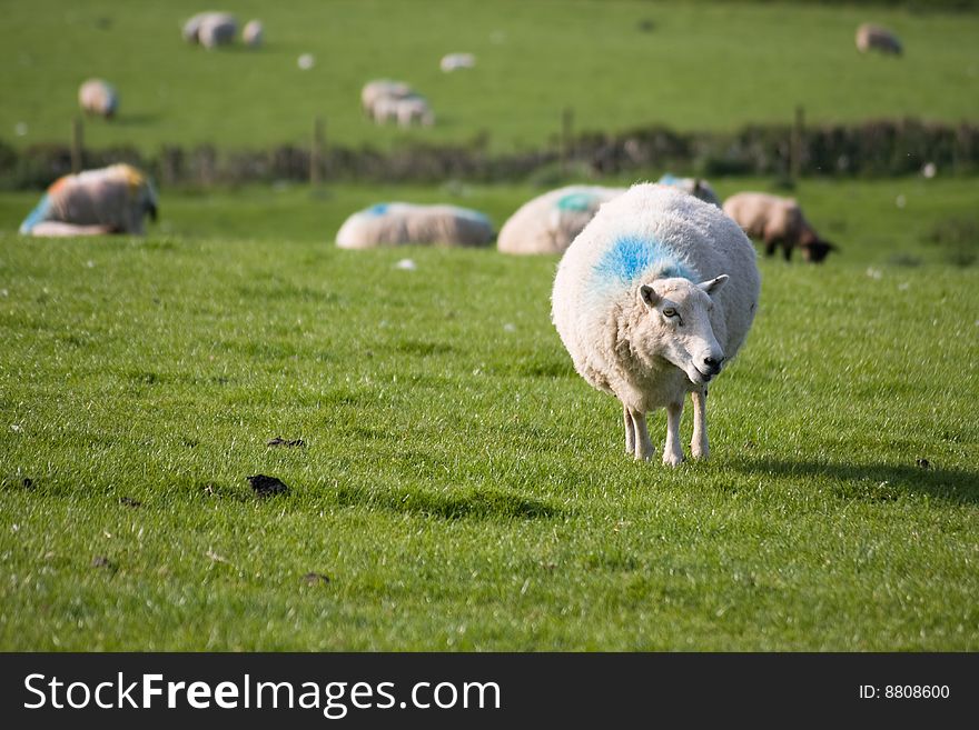 Sheep grazing on a hillside in Wales