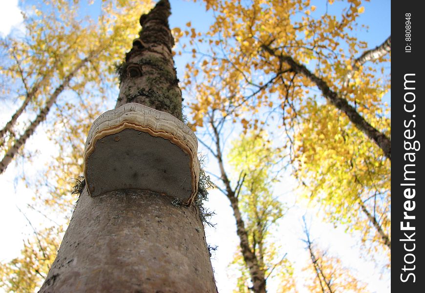 A fungus clinging to a paper birch tree truck. A fungus clinging to a paper birch tree truck