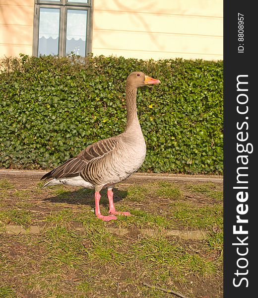 Lone goose standing in urban area