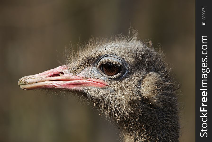 Profile of a dirty ostrich (Struthio camelus). Profile of a dirty ostrich (Struthio camelus)