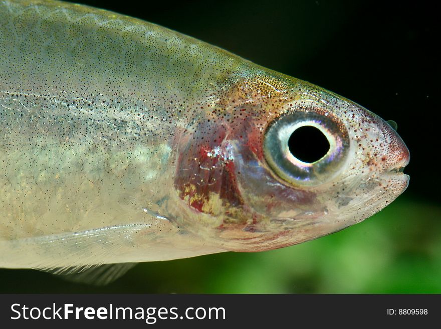 Closeup of a Hemigrammus bleheri fish in a tank