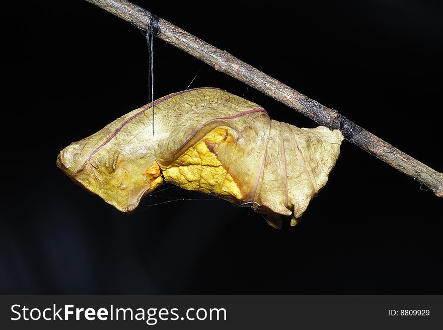 A Golden Bird-Wing Butterfly Pupa waiting for new life. A Golden Bird-Wing Butterfly Pupa waiting for new life