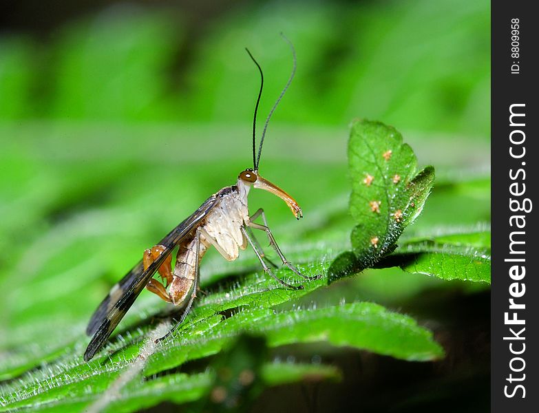 Male Scorpionfly on fern