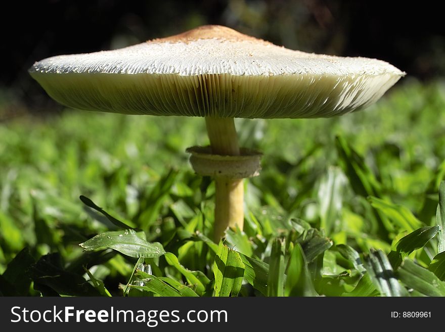 Wild mushroom in field of grass.