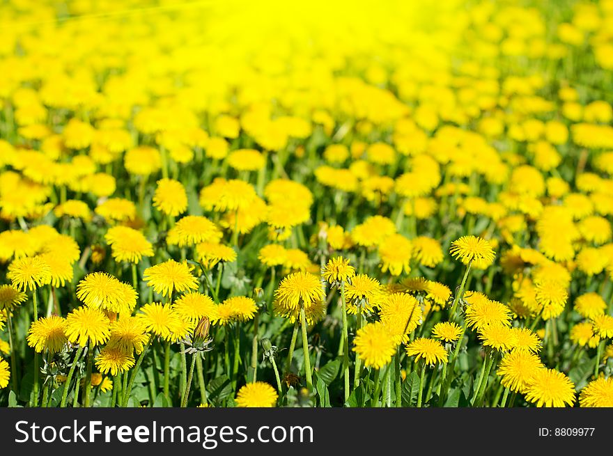 Summer meadow with yellow dandelions