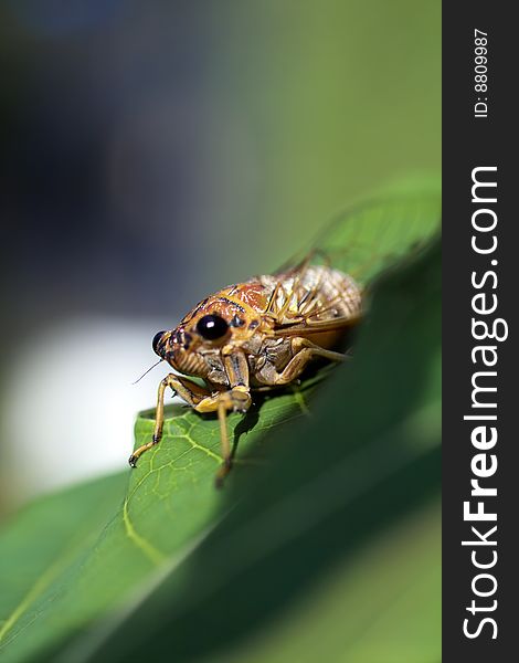 Cicada on green tree leaf