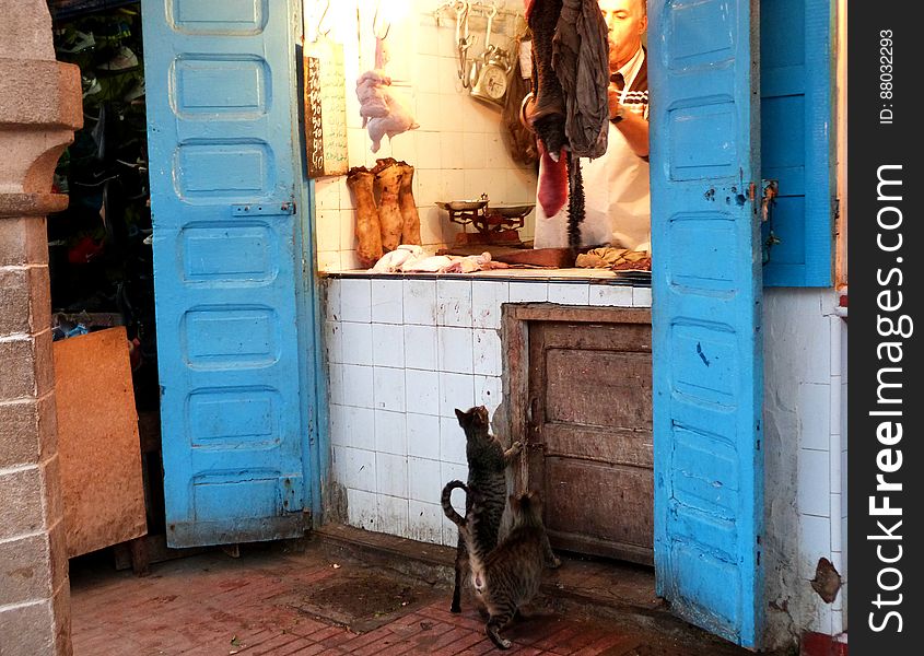 Waiting for meat scraps. :&#x29; - Morocco January 2014. Went to visit my grandma in Essauouira for the 2nd time since she moved there. Had a great time!. Waiting for meat scraps. :&#x29; - Morocco January 2014. Went to visit my grandma in Essauouira for the 2nd time since she moved there. Had a great time!