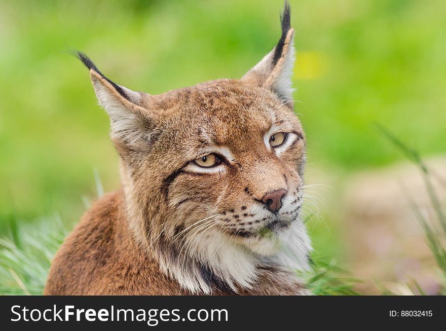 Lynx