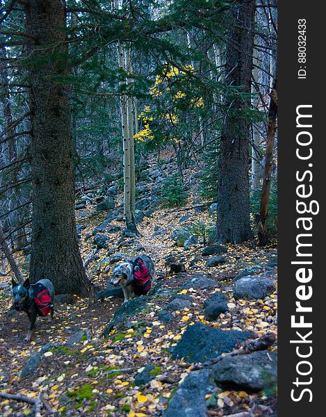 Autumn hike of the Bear Jaw, Waterline, and Abineau Trails Loop on the northern side of Flagstaff&#x27;s San Francisco Peaks. Autumn hike of the Bear Jaw, Waterline, and Abineau Trails Loop on the northern side of Flagstaff&#x27;s San Francisco Peaks.