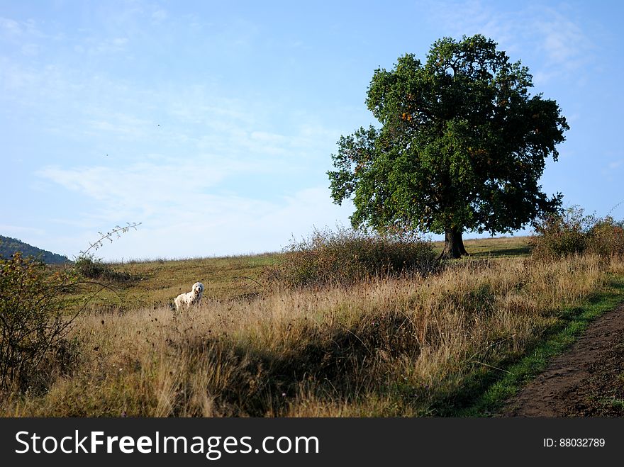 White Dog In A Field By A Tree