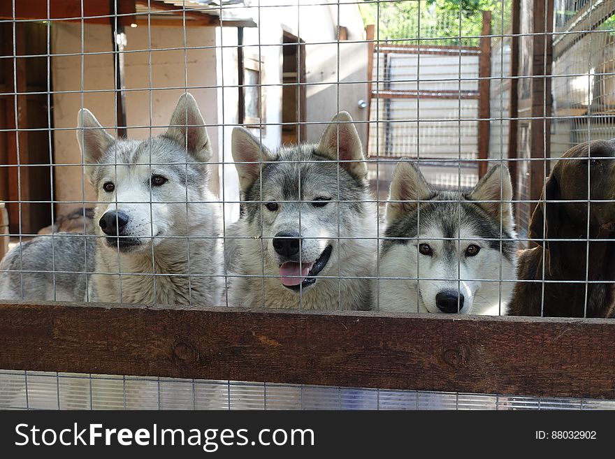 Dog, Carnivore, Dog Breed, Fence