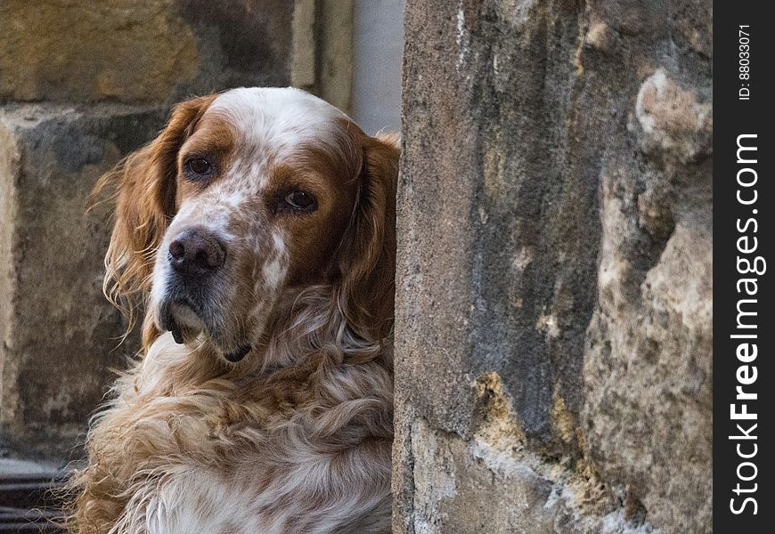 Cutest Dog In St Cyprien-dordogne-em10-70-300mm-20150721-P7210001