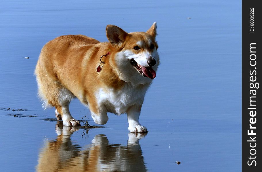 Gracie.Day At The Beach.