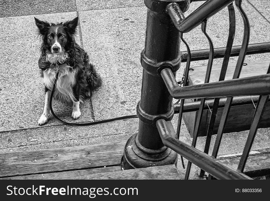 139 dog of revolver-vancouver-gastown-xe2-zeiss35-2-20150810-DSCF6720-Edit