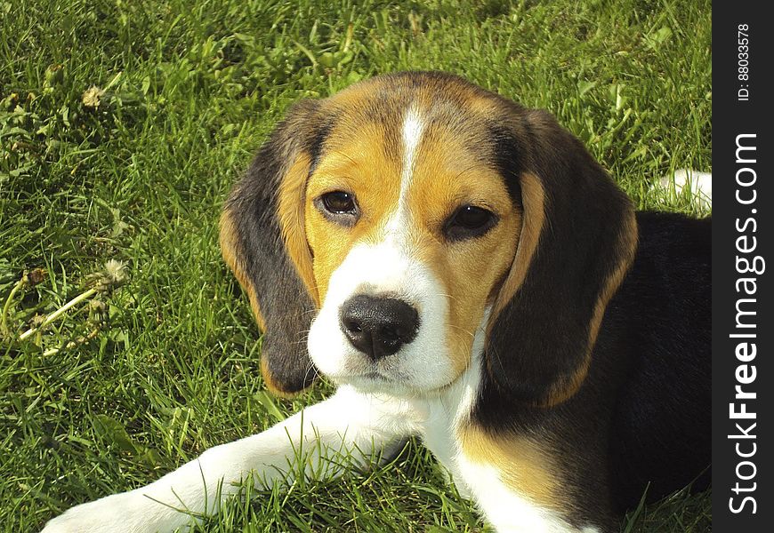 Cute Beagle puppy.