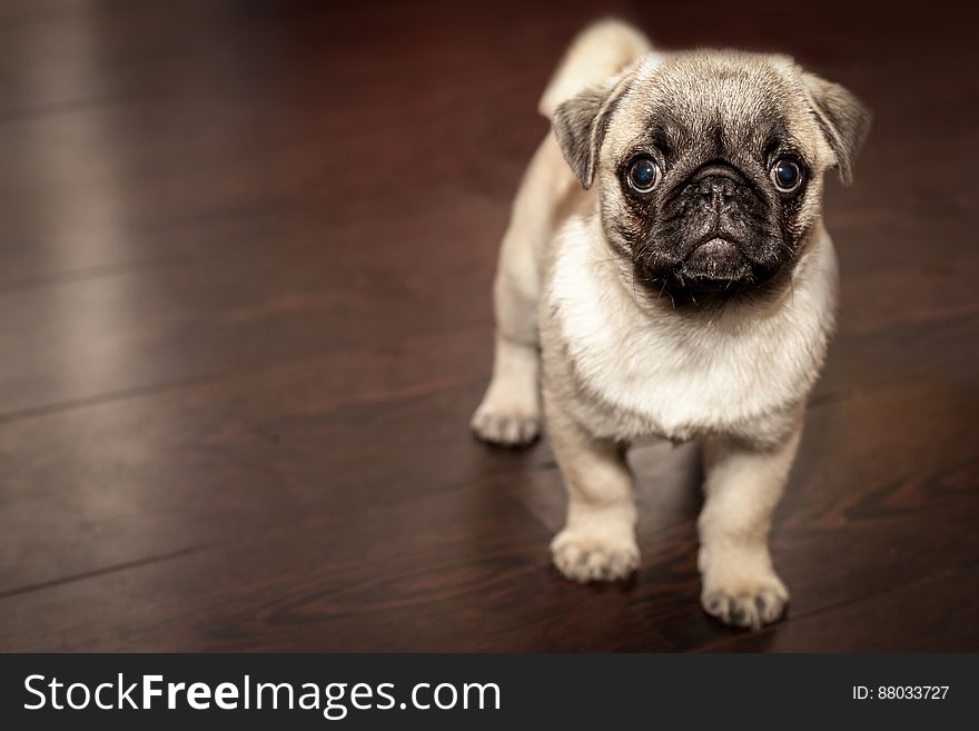 Pug Puppy