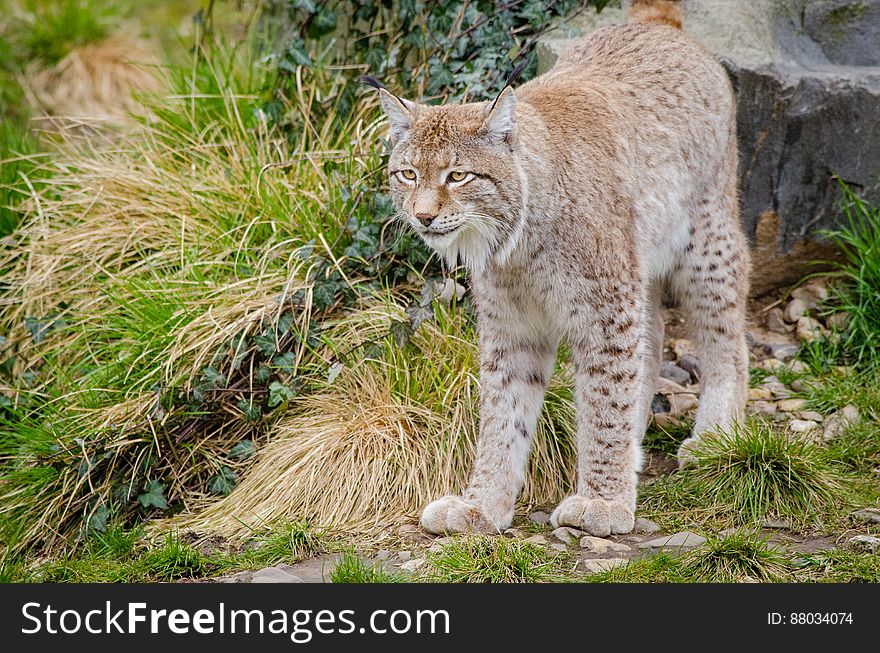 Lynx