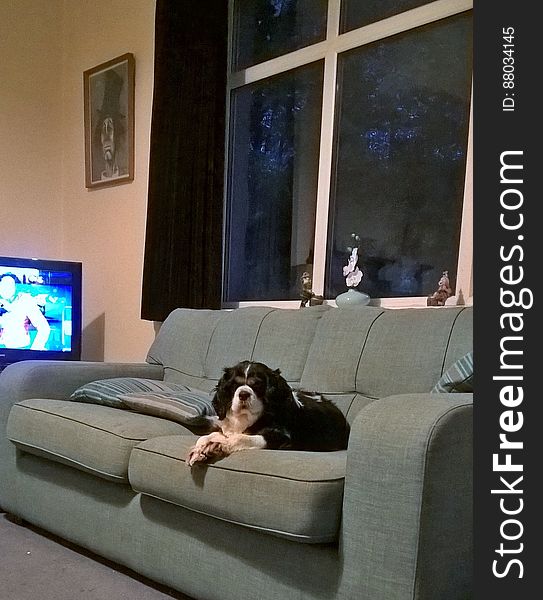 ZoÃ« in her usual perch at the end of the couch where she has a good view of things. ZoÃ« in her usual perch at the end of the couch where she has a good view of things